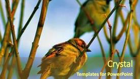  Presentation with sparrow - PPT theme consisting of sparrow in the evening time background and a tawny brown colored foreground