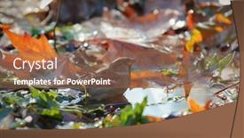  Presentation with sparrow - Presentation theme with sparrow passer domesticus sitting on the floor background and a violet colored foreground