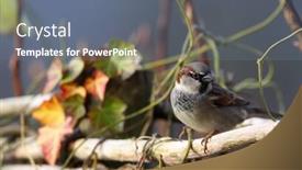  Presentation with sparrow - Colorful PPT theme enhanced with sparrow-passer-domesticus-sitting backdrop and a gray colored foreground