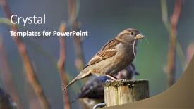  Presentation with sparrow - PPT layouts having sparrow-passer-domesticus-sitting background and a gray colored foreground
