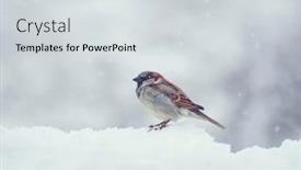  Presentation with sparrow - Cool new slides with sparrow-sits-on-snow backdrop and a light gray colored foreground