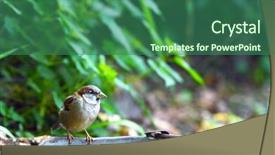  Presentation with sparrow - Slide set consisting of sparrow-sitting-on-old-bucket background and a ocean colored foreground