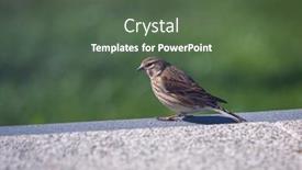  Presentation with sparrow - Colorful PPT theme enhanced with sparrow-standing-on-the-terrace backdrop and a ocean colored foreground