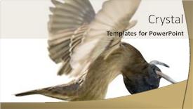  Presentation with sparrow - Slide set with sparrow-with-bull-head background and a mint green colored foreground