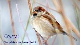  Presentation with sparrow - Cool new presentation with sparrow backdrop and a sky blue colored foreground