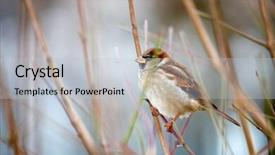  Presentation with sparrow - Slides featuring sparrow background and a light gray colored foreground