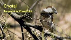  Presentation with sparrow - Amazing theme having sparrow backdrop and a tawny brown colored foreground