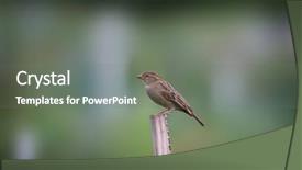  Presentation with bird sparrow - PPT layouts with sparrows - american tree sparrow bird background and a gray colored foreground