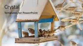 Presentation with bird sparrow - Audience pleasing presentation theme consisting of sparrows - bird sparrow feeding trough backdrop and a coral colored foreground