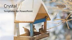  Presentation with bird sparrow - Cool new theme with sparrows - bird sparrow feeding trough backdrop and a soft green colored foreground