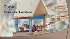  Presentation with bird sparrow - Slides enhanced with sparrows - bird sparrow feeding trough background and a mint green colored foreground
