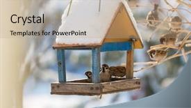  Presentation with bird sparrow - Slides having sparrows - bird sparrow feeding trough background and a coral colored foreground