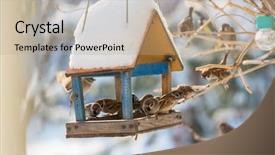  Presentation with bird sparrow - Colorful presentation theme enhanced with sparrows - bird sparrow feeding trough backdrop and a coral colored foreground