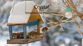  Presentation with bird sparrow - Theme consisting of sparrows - bird sparrow feeding trough background and a coral colored foreground