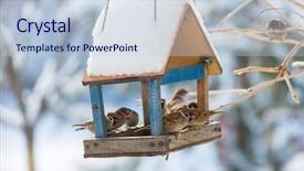  Presentation with bird sparrow - Slides featuring sparrows - bird sparrow feeding trough background and a lemonade colored foreground