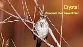  Presentation with sparrow - Slide deck featuring sparrows - cute little sparrow or house background and a red colored foreground