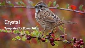  Presentation with sparrow - Beautiful slide deck featuring sparrows - cute little sparrow or house backdrop and a tawny brown colored foreground