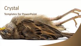  Presentation with sparrow - Cool new PPT theme with sparrows - dead house sparrow backdrop and a cream colored foreground