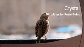  Presentation with sparrow - Amazing presentation theme having sparrows - eurasian house sparrow backdrop and a gray colored foreground