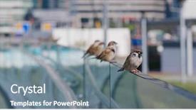  Presentation with sparrow - Colorful PPT theme enhanced with sparrows - eurasian tree sparrow in city backdrop and a gray colored foreground