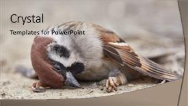  Presentation with sparrow - Presentation theme consisting of sparrows - fallen sparrow in very cold background and a light gray colored foreground