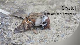  Presentation with sparrow - Audience pleasing PPT layouts consisting of sparrows - fallen sparrow in very cold backdrop and a light gray colored foreground