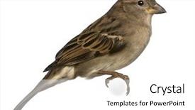  Presentation with old house - Colorful slide set enhanced with sparrows - female house sparrow - passer backdrop and a white colored foreground