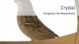  Presentation with old house - Amazing slide set having sparrows - female house sparrow - passer backdrop and a white colored foreground