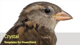  Presentation with old house - Presentation theme featuring sparrows - female house sparrow passer domesticus background and a tawny brown colored foreground