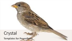  Presentation with sparrow - Slides with sparrows - house sparrow against white background background and a soft green colored foreground
