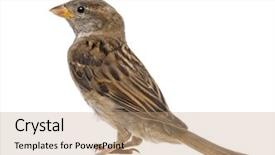  Presentation with sparrow - Presentation enhanced with sparrows - house sparrow against white background background and a coral colored foreground