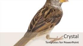  Presentation with sparrow - Beautiful presentation featuring sparrows - house sparrow against white background backdrop and a coral colored foreground