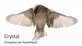  Presentation with sparrow - Slide set consisting of sparrows - house sparrow in flight isolated background and a white colored foreground