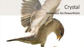  Presentation with white house - PPT layouts having sparrows - house sparrow in flight isolated background and a mint green colored foreground