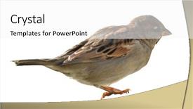  Presentation with sparrow - Cool new presentation theme with sparrows - house sparrow isolated on white backdrop and a white colored foreground