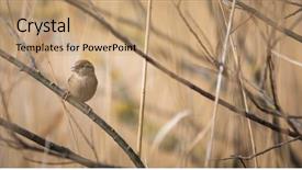  Presentation with sparrow - Beautiful slide set featuring sparrows - house sparrow passer domesticus backdrop and a coral colored foreground