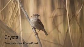  Presentation with sparrow - Beautiful presentation featuring sparrows - house sparrow passer domesticus backdrop and a coral colored foreground