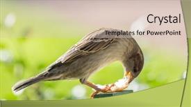  Presentation with sparrow - PPT theme with sparrows - house sparrow with piece background and a lemonade colored foreground