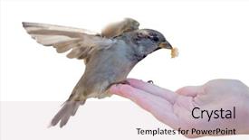  Presentation with white house - Audience pleasing PPT layouts consisting of sparrows - house sparrow with piece backdrop and a soft green colored foreground