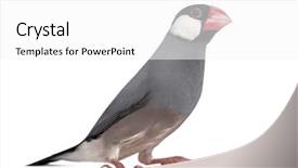  Presentation with sparrow - Audience pleasing slide set consisting of sparrows - java sparrow - padda oryzivora backdrop and a white colored foreground