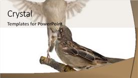  Presentation with sparrow - Slide deck featuring sparrows - male and female house sparrow background and a soft green colored foreground