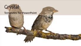  Presentation with sparrow - Beautiful PPT layouts featuring sparrows - male and female house sparrow backdrop and a coral colored foreground