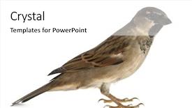  Presentation with sparrow - Colorful presentation design enhanced with sparrows - male house sparrow - passer backdrop and a white colored foreground