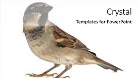  Presentation with old house - Colorful slide set enhanced with sparrows - male house sparrow - passer backdrop and a white colored foreground