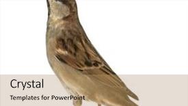  Presentation with old house - Slide deck having sparrows - male house sparrow - passer background and a coral colored foreground