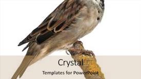  Presentation with white house - Cool new presentation theme with sparrows - male house sparrow passer domesticus backdrop and a coral colored foreground