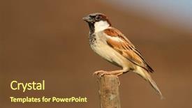  Presentation with sparrow - Presentation theme enhanced with sparrows - male indian house sparrow passer background and a tawny brown colored foreground