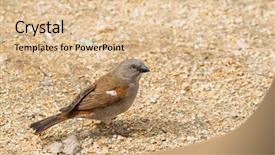  Presentation with bird sparrow - Amazing slide deck having sparrows - northern grey-headed sparrow bird backdrop and a lemonade colored foreground