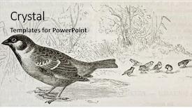  Presentation with sparrow - Slides featuring sparrows - old illustration of eurasian tree background and a light gray colored foreground