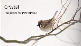  Presentation with sparrow - Beautiful PPT layouts featuring sparrows - small sparrow on twig closeup backdrop and a sky blue colored foreground